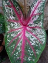 CaladiumÃ¢â¬â¹ bicolorÃ¢â¬â¹ plantÃ¢â¬â¹ Royalty Free Stock Photo